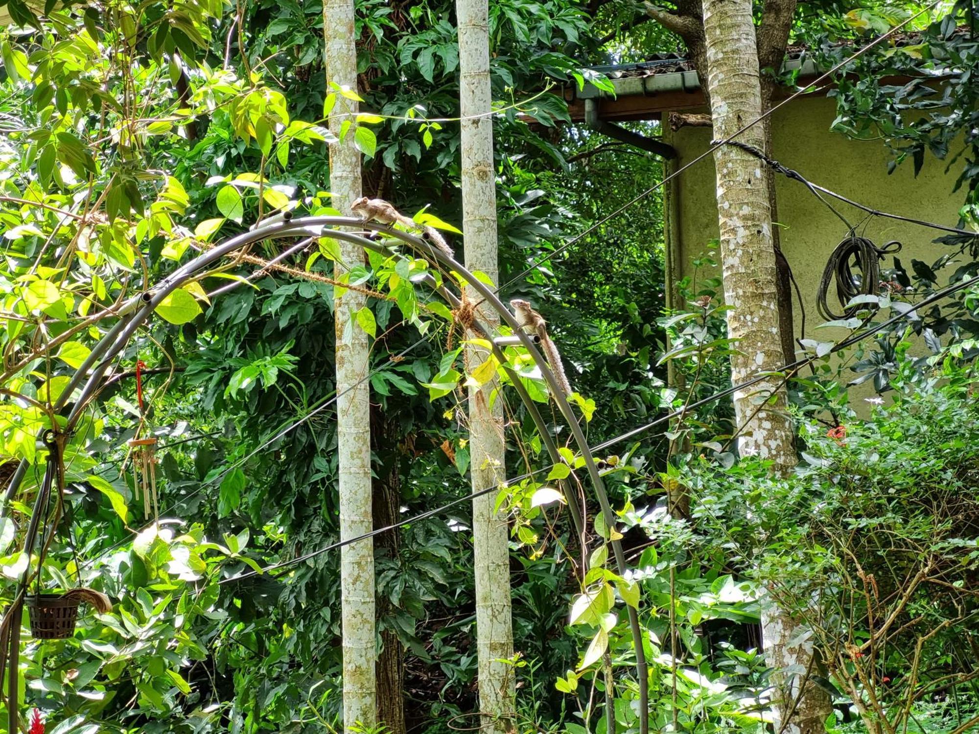 Squirrel'S Nest Otel Kandy Dış mekan fotoğraf