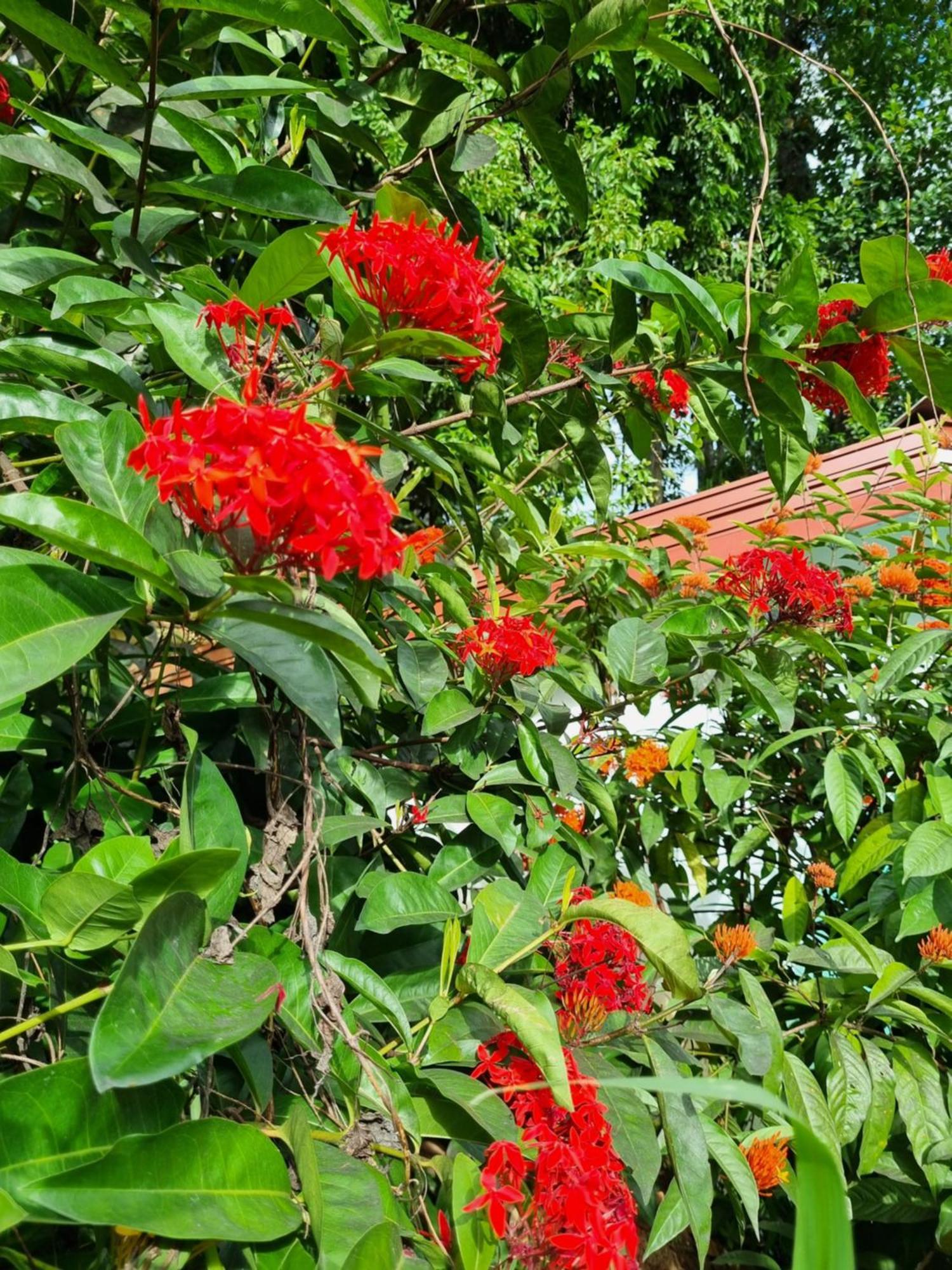 Squirrel'S Nest Otel Kandy Dış mekan fotoğraf