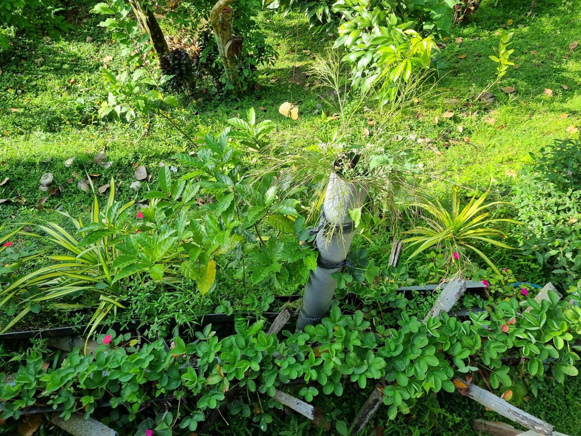 Squirrel'S Nest Otel Kandy Dış mekan fotoğraf